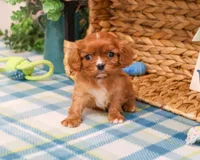AKC Kingsley , a male Cavalier King Charles Spaniel for sale in Syracuse, IN – Photo 5 of 7