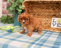 AKC Kingsley , a male Cavalier King Charles Spaniel for sale in Syracuse, IN – Photo 2 of 7