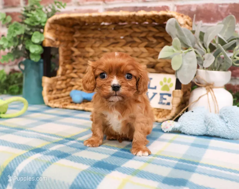 AKC Kingsley  – Cavalier King Charles Spaniel puppy for sale in Syracuse, IN