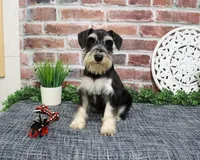 AKC Azriel, a male Miniature Schnauzer for sale in Syracuse, IN – 6 of 10