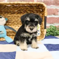 AKC Azriel, a male Miniature Schnauzer for sale in Syracuse, IN – Photo 8 of 10