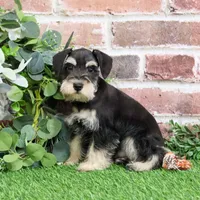 AKC Azriel, a male Miniature Schnauzer for sale in Syracuse, IN – Photo 5 of 10