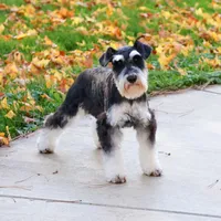 AKC Azriel, a male Miniature Schnauzer for sale in Syracuse, IN – Photo 9 of 10