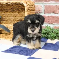 AKC Azriel, a male Miniature Schnauzer for sale in Syracuse, IN – Photo 7 of 10