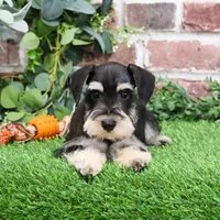 AKC Azriel, a male Miniature Schnauzer for sale in Syracuse, IN – Photo 4 of 10