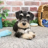 AKC Azriel, a male Miniature Schnauzer for sale in Syracuse, IN – Photo 2 of 10