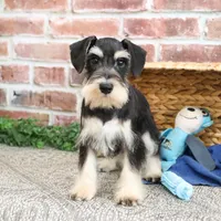 AKC Azriel, a male Miniature Schnauzer for sale in Syracuse, IN – Photo 1 of 10