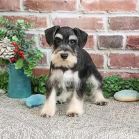 AKC Azriel, a male Miniature Schnauzer for sale in Syracuse, IN – Photo 3 of 10