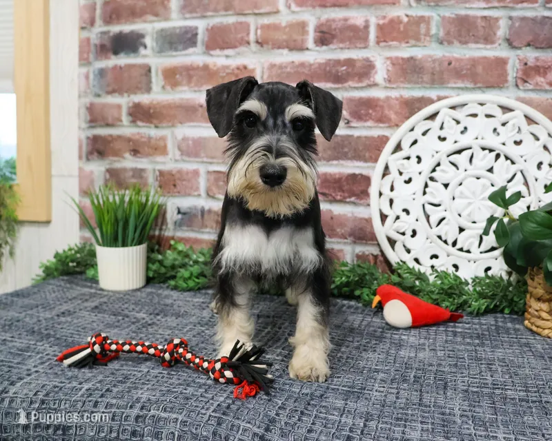 AKC Azriel – Miniature Schnauzer puppy for sale in Syracuse, IN