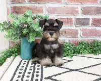 AKC Otto , a male Miniature Schnauzer for sale in Syracuse, IN – 2 of 7