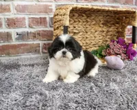 AKC Angel, a female Shih Tzu for sale in Syracuse, IN – 4 of 5