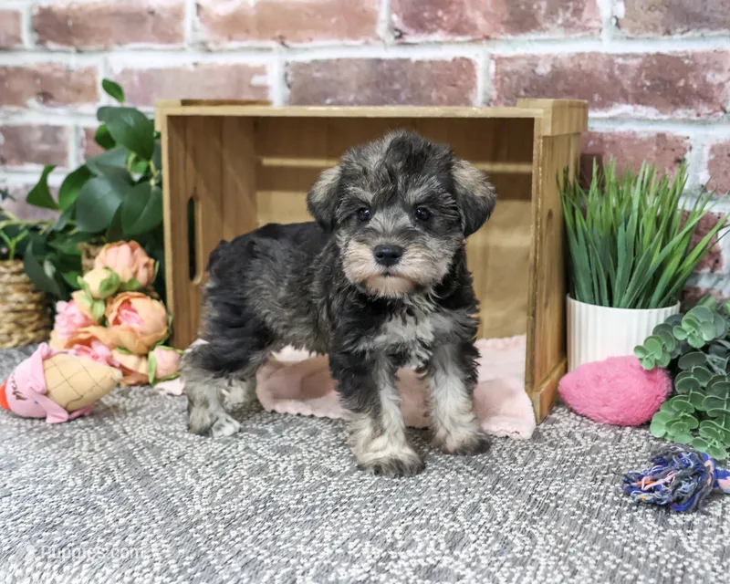 AKC Denise – Miniature Schnauzer puppy for sale in Syracuse, IN