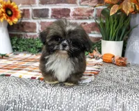 AKC Hayes, a male Shih Tzu for sale in Syracuse, IN – 4 of 9