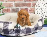 F1B Donut, a male Cavapoo for sale in Syracuse, IN – 6 of 6