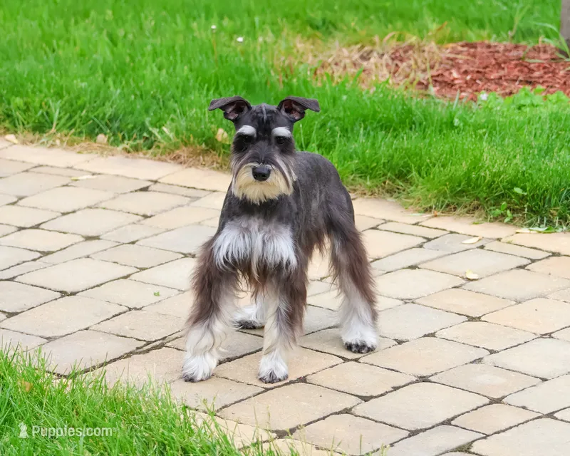 AKC Rita – Miniature Schnauzer puppy for sale in Syracuse, IN