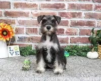 AKC Dawson, a male Miniature Schnauzer for sale in Syracuse, IN – 3 of 6