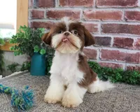 AKC Andre , a male Shih Tzu for sale in Syracuse, IN – 4 of 9