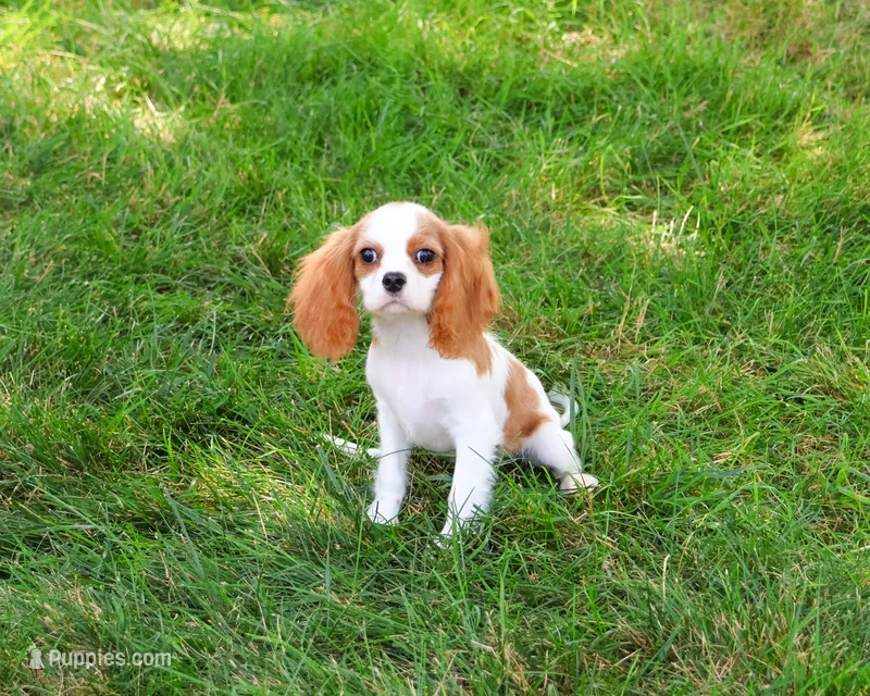 AKC Khalil – Cavalier King Charles Spaniel puppy for sale in Syracuse, IN