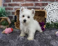 AKC Fiona , a female West Highland White Terrier for sale in Syracuse, IN – 3 of 6