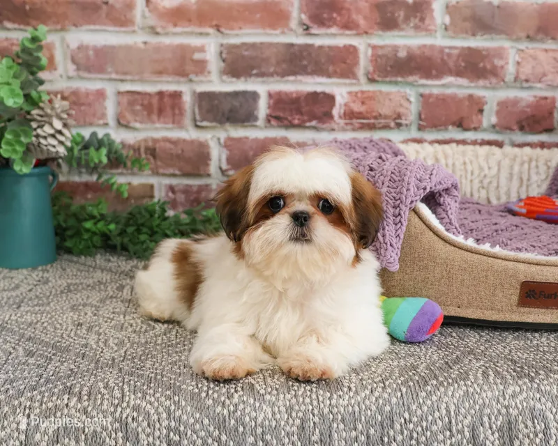 AKC Dolly – Shih Tzu puppy for sale in Syracuse, IN