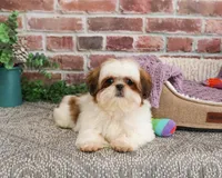 AKC Dolly, a female Shih Tzu for sale in Syracuse, IN – Photo 1 of 9