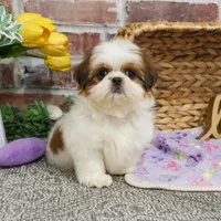 AKC Dolly, a female Shih Tzu for sale in Syracuse, IN – Photo 4 of 9