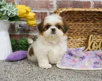 AKC Dolly, a female Shih Tzu for sale in Syracuse, IN – Photo 1 of 9