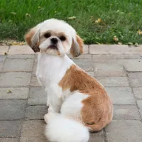 AKC Dolly, a female Shih Tzu for sale in Syracuse, IN – Photo 9 of 9
