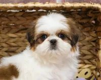 AKC Dolly, a female Shih Tzu for sale in Syracuse, IN – Photo 3 of 9