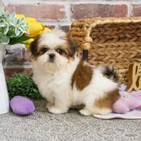 AKC Dolly, a female Shih Tzu for sale in Syracuse, IN – Photo 5 of 9