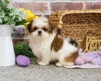 AKC Dolly, a female Shih Tzu for sale in Syracuse, IN – Photo 4 of 9