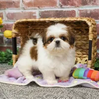 AKC Dolly, a female Shih Tzu for sale in Syracuse, IN – Photo 7 of 9