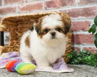 AKC Dolly, a female Shih Tzu for sale in Syracuse, IN – Photo 2 of 9