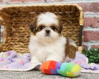 AKC Dolly, a female Shih Tzu for sale in Syracuse, IN – Photo 5 of 9