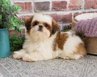 AKC Dolly, a female Shih Tzu for sale in Syracuse, IN – Photo 2 of 9