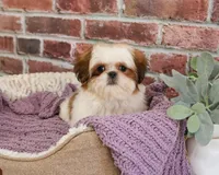 AKC Dolly, a female Shih Tzu for sale in Syracuse, IN – Photo 3 of 9
