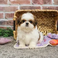 AKC Dolly, a female Shih Tzu for sale in Syracuse, IN – Photo 6 of 9