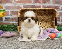 AKC Dolly, a female Shih Tzu for sale in Syracuse, IN – Photo 6 of 9
