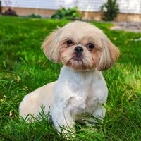 AKC Dolly, a female Shih Tzu for sale in Syracuse, IN – Photo 8 of 9