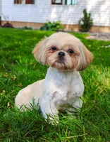 AKC Dolly, a female Shih Tzu for sale in Syracuse, IN – Photo 8 of 9