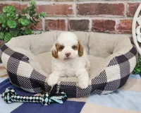 F1B Biscuit, a male Cavapoo for sale in Syracuse, IN – 2 of 5
