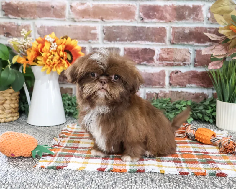 AKC Diego – Shih Tzu puppy for sale in Syracuse, IN