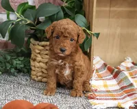 AKC Apollo, a male Poodle - Miniature  for sale in Syracuse, IN – 1 of 5