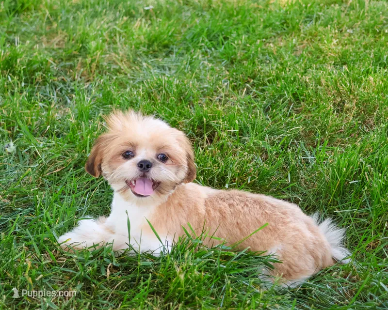 AKC Flash  – Shih Tzu puppy for sale in Syracuse, IN