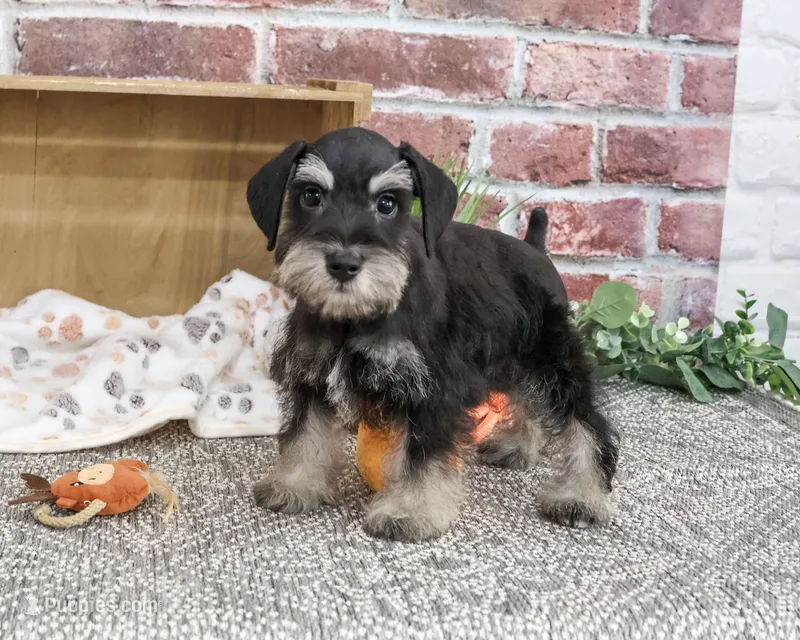 AKC Jonah – Miniature Schnauzer puppy for sale in Syracuse, IN