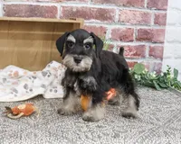 AKC Jonah, a male Miniature Schnauzer for sale in Syracuse, IN – 1 of 10