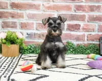 AKC Hannah, a female Miniature Schnauzer for sale in Syracuse, IN – 4 of 5