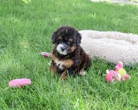 F1B Willow, a female Saint Berdoodle for sale in Syracuse, IN – 3 of 5