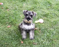 AKC Autumn, a female Miniature Schnauzer for sale in Syracuse, IN – 2 of 10