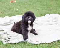 F1B Wrenly, a female Saint Berdoodle for sale in Syracuse, IN – 2 of 10